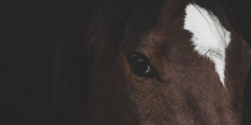 Le cheval, un animal géant dans les yeux d'un enfant Le cheval, un animal géant dans les yeux d'un enfant
